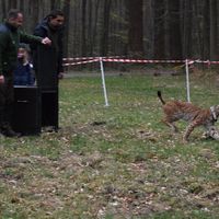 EU - Projekt LIFE Luchs Pfälzerwald, reintrodukcia rysa, Falcký les