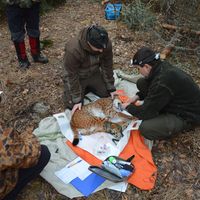 EU - Projekt LIFE Luchs Pfälzerwald, reintrodukcia rysa, Falcký les