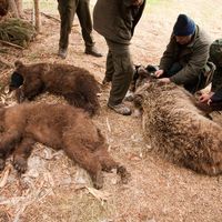 Monitoring jelenej zveri a medveďa hnedého v oblasti Poľany, imobilizácia medveďov