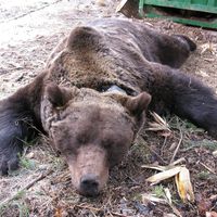 Monitoring jelenej zveri a medveďa hnedého v oblasti Poľany, imobilizácia medveďov