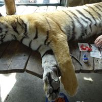 Tiger extrakcia zubov, dentálny zákrok